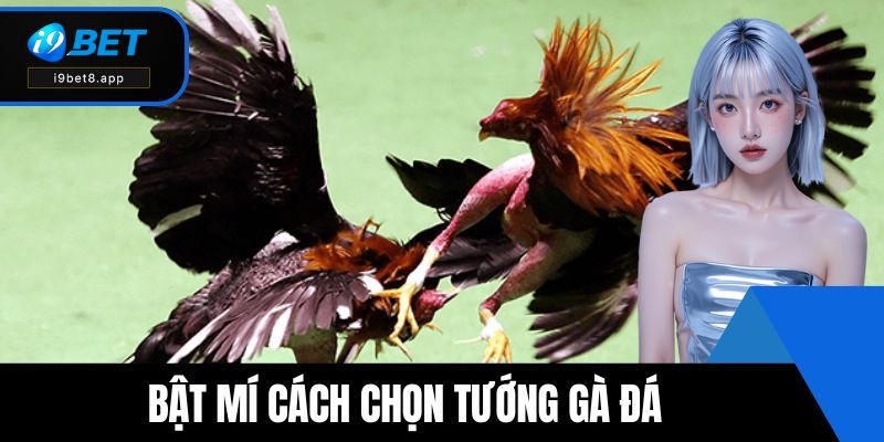 Cách chọn tướng gà đá