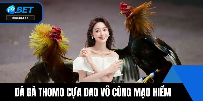 Đá gà Thomo cựa dao vô cùng mạo hiểm