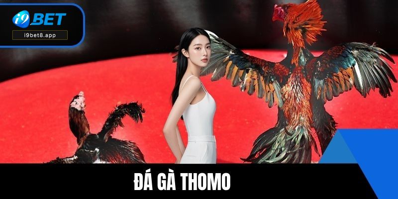 Đá gà Thomo