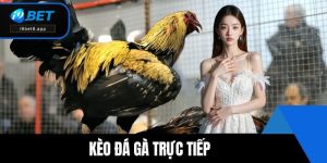 kèo đá gà trực tiếp