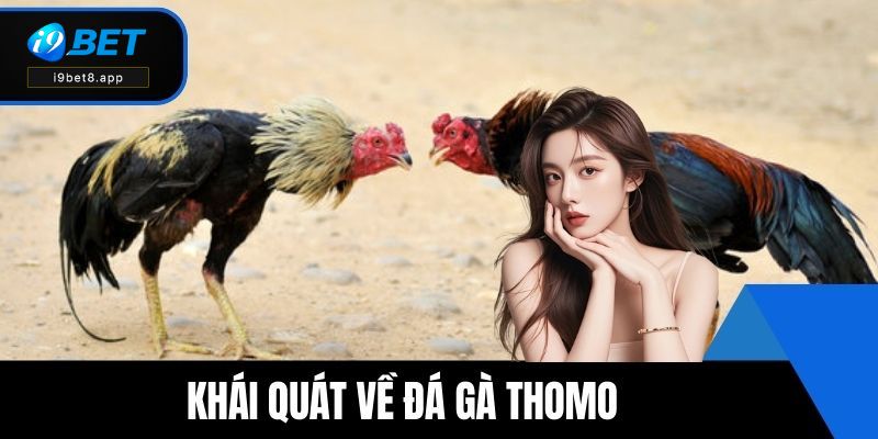 Khái quát về Đá gà Thomo
