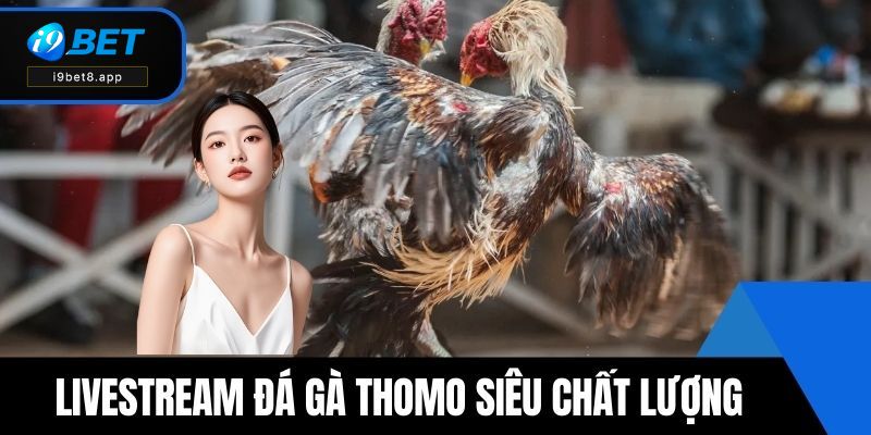 Livestream Đá gà Thomo siêu chất lượng