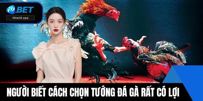 Người biết cách chọn tướng đá gà rất có lợi