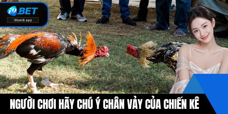 Người chơi hãy chú ý vào chân vảy của chiến kê