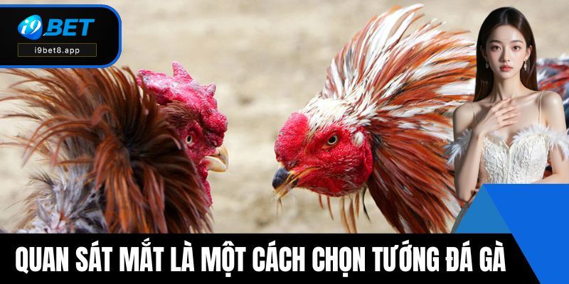 Quan sát mắt là một cách chọn tướng đá gà
