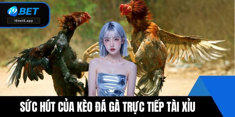 Sức hút của kèo đá gà trực tiếp tài xỉu